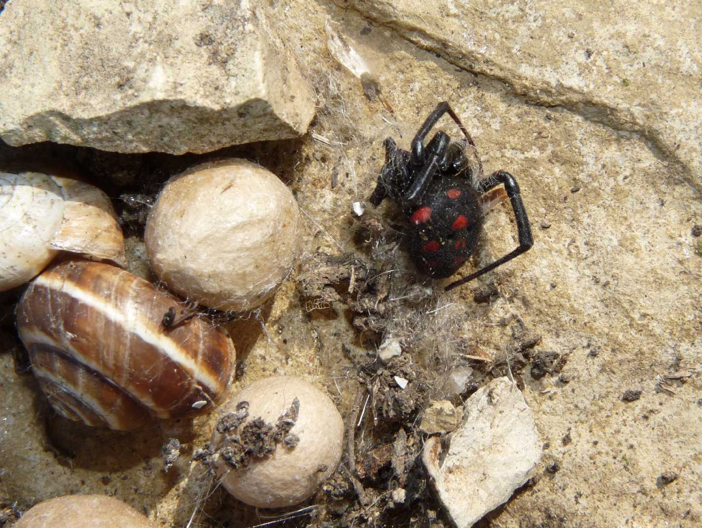 I Latrodectus sono ancora numerosi?